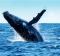 Whale watching is a pursuit that's netting Australia big bucks.