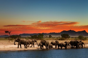 africa elephants