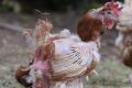 Two injured battery hens rescued from a caged egg farm in NSW.