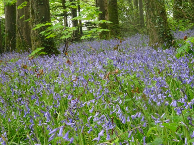 May 16 bluebells 1