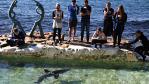 Onlookers watch the ocean predator. Picture: Adam Yip/ Manly Daily