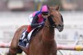 Star galloper Vega Magic wins the Memsie Stakes at Caulfield last Saturday.