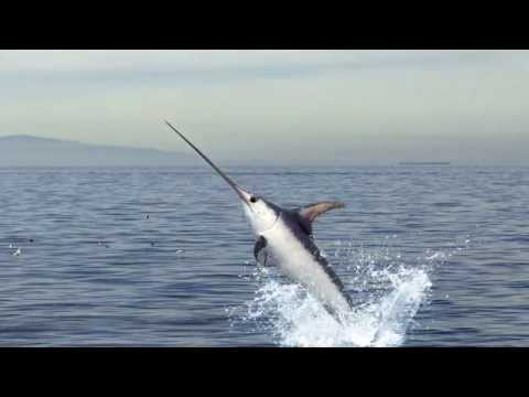 Skin & Bones - Animal Life: Swordfish