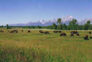 American Bison graze the bottom lands.