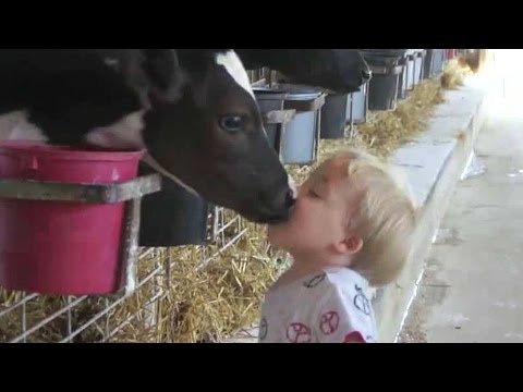 Cows Are Awesome: Compilation