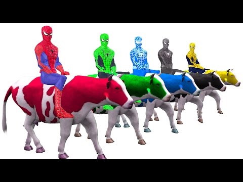 Colors Spiderman Riding Cow Colours Cartoon For Kids - Learn Colors Fun Animals For Children Kids