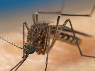 Health Dept has provided these pictures of mosquito species found in Victoria. Culex Australicus Picture: Stephen Doggett