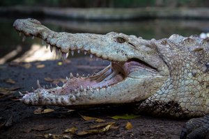 An albino crocodylus acutus, or american crocodile, at La Manzanilla, Jalisco, Mexico.