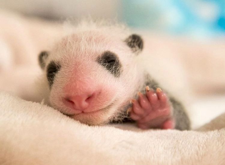 The Remarkable Transformation of a Tiny Newborn Baby Panda During the First Thirty Days of His Life