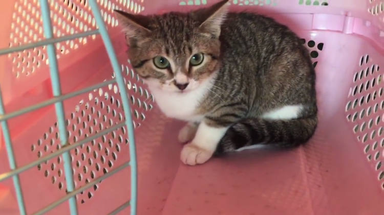 A Helpful Five Part Video Series Showing How to Gently Tame and Socialize a Terrified Feral Kitten