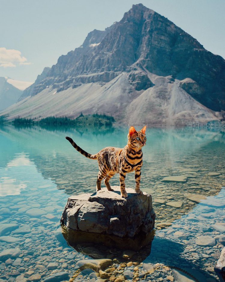 A Gorgeous Green Eyed Bengal Cat Who Enjoys the Great Outdoors With Her Beloved Human