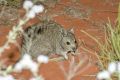 Endangered Banded Hare-wallaby release on Faure Island, Shark Bay.