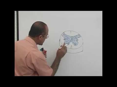 Spinothalamic Tract - Ascending Tracts - Part 1/4