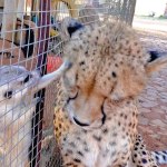 A Loudly Purring African Cheetah Mistakes Repeated Meerkat Attacks as Enjoyable Grooming Sessions