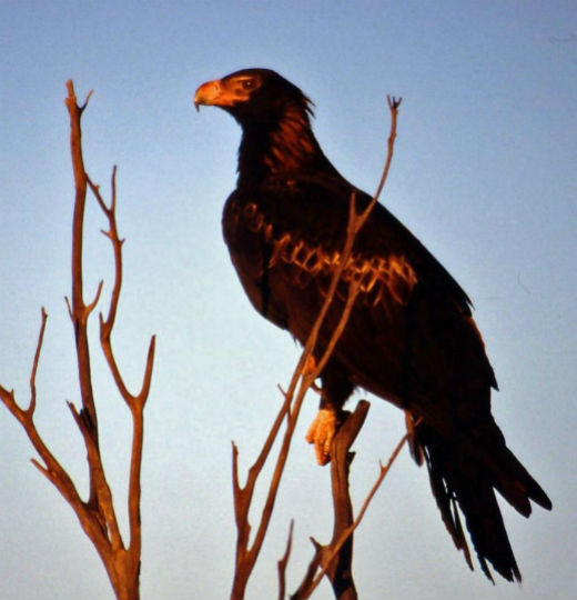 1280px-Wedge_Tailed_Eagle_540x520