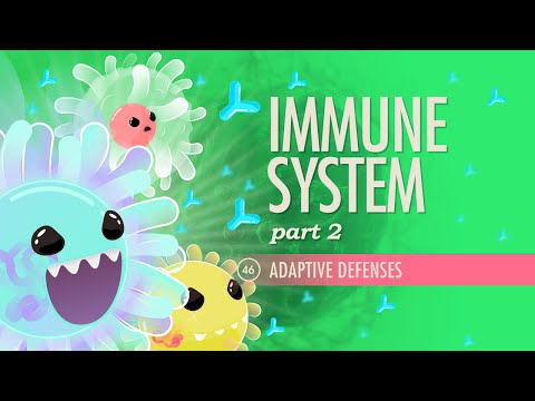 Immune System, part 2: Crash Course A&P #46