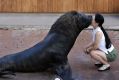 In this Monday, Sept. 11, 2017 file photo, a walrus kisses a visitor during a sea animal show at the Hakkeijima Sea ...