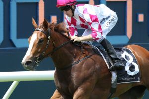 Fit: Champagne Cuddles will race in the Golden Rose with Jason Collett back in the saddle.