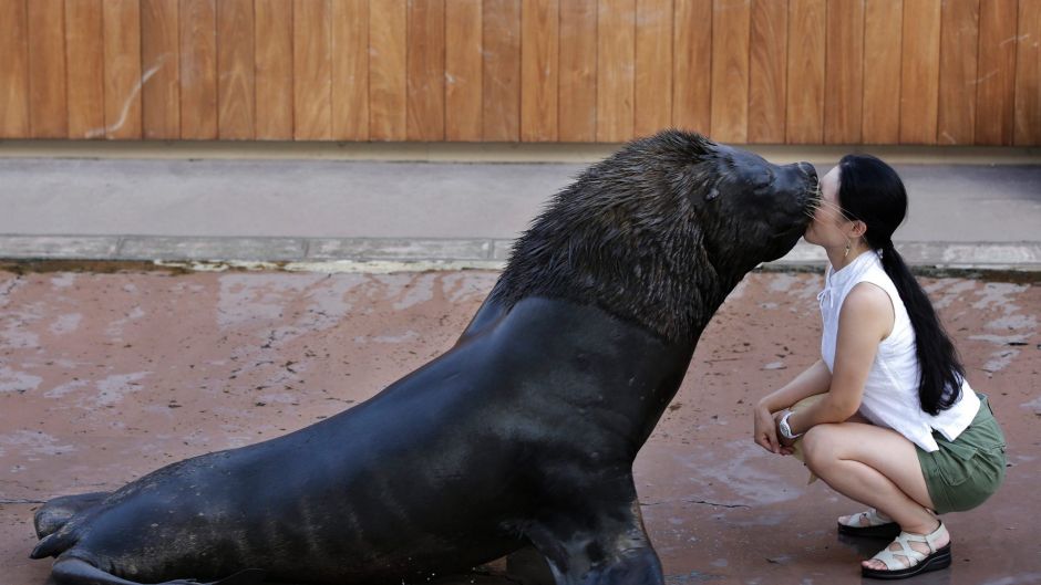 In this Monday, Sept. 11, 2017 file photo, a walrus kisses a visitor during a sea animal show at the Hakkeijima Sea ...