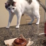 A Confused Cat Cautiously Swipes at a Chocolate Covered Donut As If It Were an Enemy