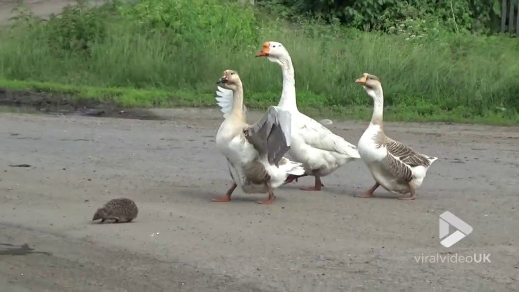 A Trio of Vigilant Geese Valiantly Escort a Tiny Hedgehog Across the Street