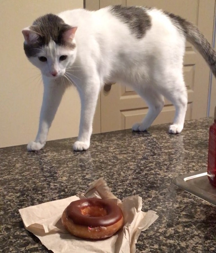 A Confused Cat Cautiously Swipes at a Chocolate Covered Donut As If It Were an Enemy