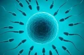 Illawarra Mercury supplied pic. Sperm cells and egg Antony Field?| Editor, Wollongong Advertiser Illawarra Newspapers ...