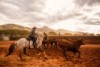 Person on horse rounding up cattle