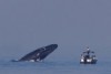 A whale breaching close to a small boat