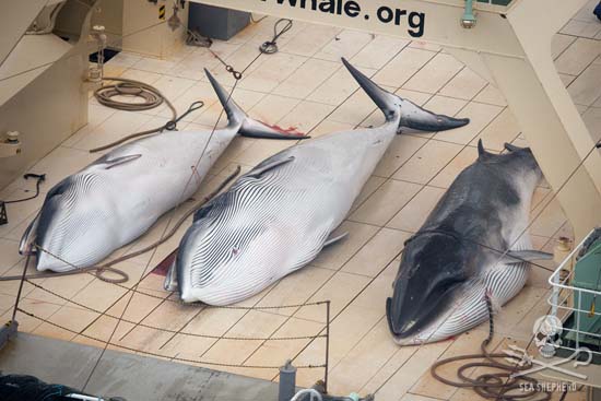 Dead-Minke-Whales-Nisshin-Maru-Deck