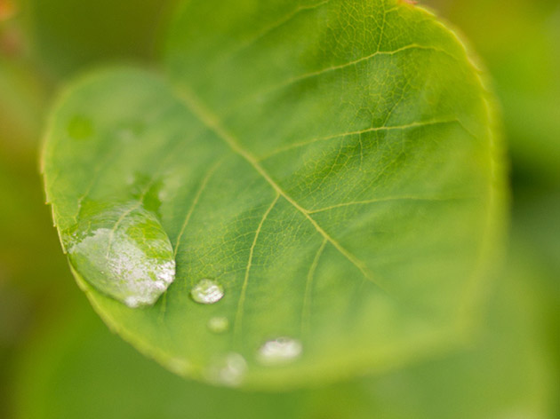 A drop of water on a leaf