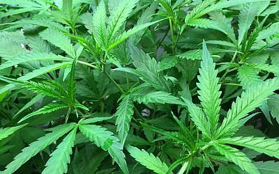 Illustrative image of marijuana plant. (CC BY-SA Jennifer Martin, Wikimedia commons)