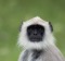 A grey langur or hanuman monkey in Bandipur National Park, Karnataka, India.