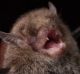 Vespadelus vulturnus, Little Forest Bat. Location: Australia, Victoria, Alpine National Park, Ram's Horn Track. Survey: ...