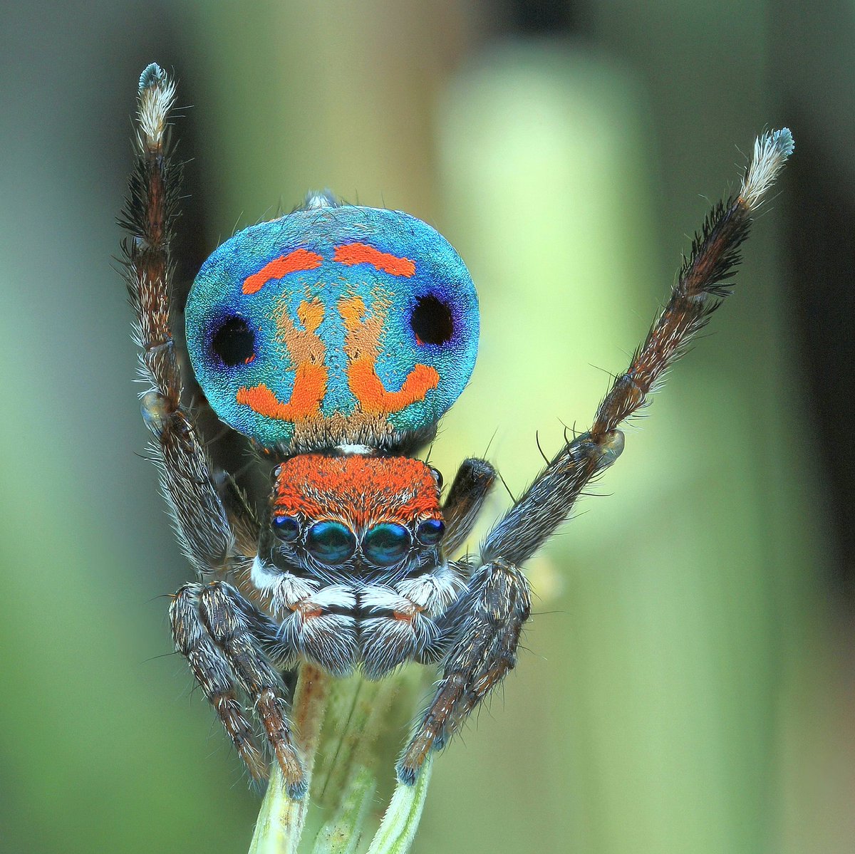 Peacock spiders don't count for your phobia