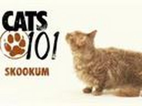 Skookum | Cats 101