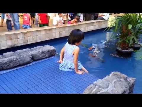 Girl swims w/koi fish at Ala Moana Shopping Center