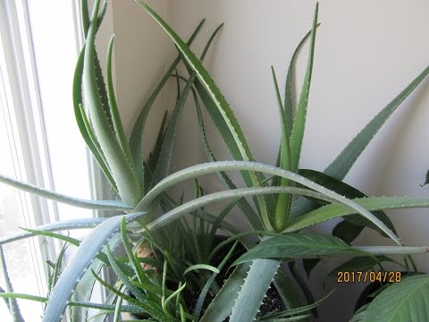 Aloe Vera Care