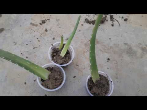 Grow Aloe vera from a single leaf || How to grow big Aloe Vera  from a single aloe vera leaf