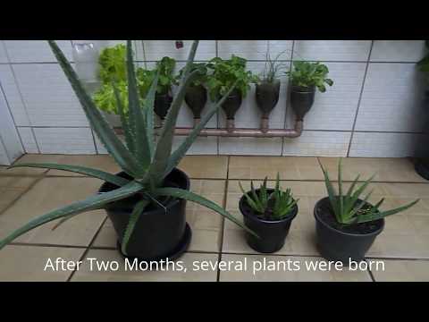 How to grow aloe vera at home - Is very easy