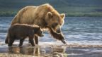 Two bears wade in the river.