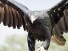 wedge tailed eagle