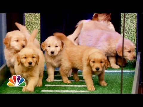 Puppies Predict the 2013 NFL Season Opener (Late Night with Jimmy Fallon)