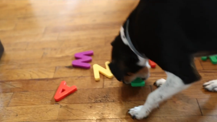 An Adorably Clever Dog Named Penny Spells Out Her Name In Plastic Letters