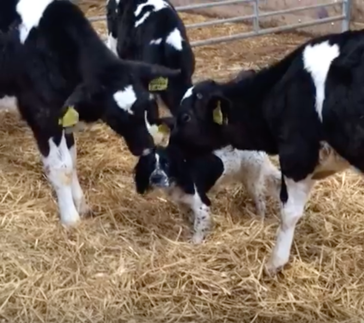 A Trio of Holstein Cows Hilariously Mistake a Black and White Spaniel Dog As One of Their Own