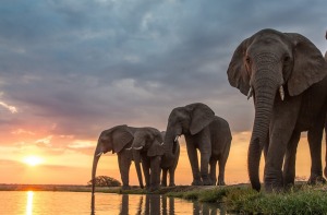 Camp Jabulani was initially established to protect a herd of wild elephants.