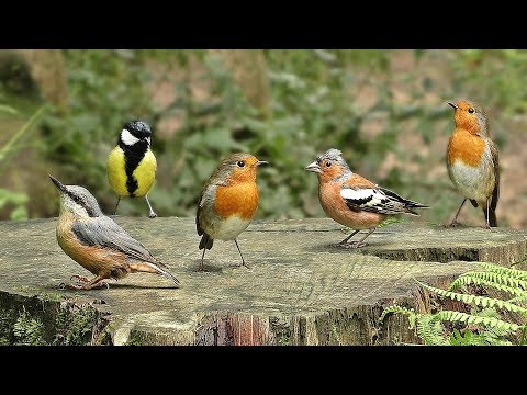 Videos for Cats to Watch : Birds in Birdville - ONE HOUR