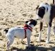 Maudie, left, susses out another dog at the off-leash dog beach.