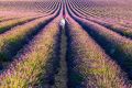 Lavender fields at the plateau of Valensole.