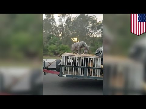 Animal abuse: video of scared dog chained to roof of trailer on highway goes viral - TomoNews